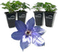 Clematis Parisienne - Live Starter Plants in 2 Inch Growers Pots - Starter Plants Ready for The Garden - Rare Clematis for Collectors