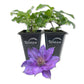 Clematis Bijou - Live Starter Plants in 2 Inch Growers Pots - Starter Plants Ready for The Garden - Rare Clematis for Collectors