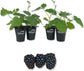 Blackberry Plant - 4 Live Starter Plants - Rubus - Fruit Trees for The Patio and Garden