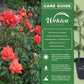 Cary Grant Rose Bush - Live Starter Plants in 2 Inch Pots - Beautifully Fragrant Hybrid Tea Rose from Florida - A Versatile Beauty with a Rich Fragrance