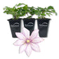 Clematis Samaritan Jo - Live Starter Plants in 2 Inch Growers Pots - Starter Plants Ready for The Garden - Rare Clematis for Collectors