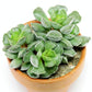 Crinkle Leaf Plant - Live Starter Plants in 2 Inch Growers Pots - Adromischus Cristatus - Rare and Decorative Compact Easy Care Succulent