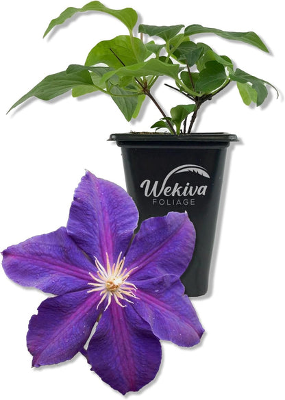 Clematis Jackmanii Superba - Live Starter Plants in 2 Inch Growers Pots - Starter Plants Ready for The Garden - Beautiful Violet Purple Flowering Vine