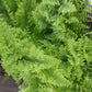 Cotton Candy Fern - Live Starter Plants in 4 Inch Grower&