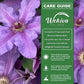 Clematis Tumaini - Live Starter Plants in 2 Inch Growers Pots - Starter Plants Ready for The Garden - Rare Clematis for Collectors