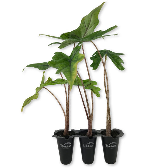 Alocasia Jacklyn - Live Starter Plants in 2 Inch Grower&