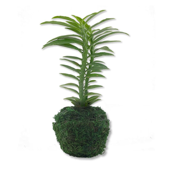 Devils Backbone Plant in Moss Planter – Live Starter Plant in a 4 Inch Decorative Pot - Pedilanthus Tithymaloides – Kokedama Moss Ball Planter