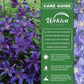 Clematis Sapphire Indigo - Live Starter Plants in 2 Inch Growers Pots - Starter Plants Ready for The Garden - Rare Clematis for Collectors