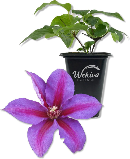 Clematis Mrs N Thompson - Live Starter Plants in 2 Inch Growers Pots - Starter Plants Ready for The Garden - Rare Clematis for Collectors