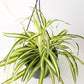 Enchanting Spider Plant - Live Starter Plants in 2 Inch Pots - Chlorophytum Comosum - Nature&