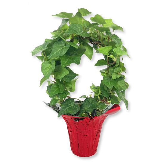 English Ivy Hoop in Festive Holiday Cover - Live Plants in 4 Inch Pots - Hedera Helix - Florist Quality - Stylish Air Purifying Topiary Houseplant Vine