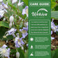 Clematis Heracleifolia - Live Starter Plants in 2 Inch Growers Pots - Starter Plants Ready for The Garden - Rare Clematis for Collectors