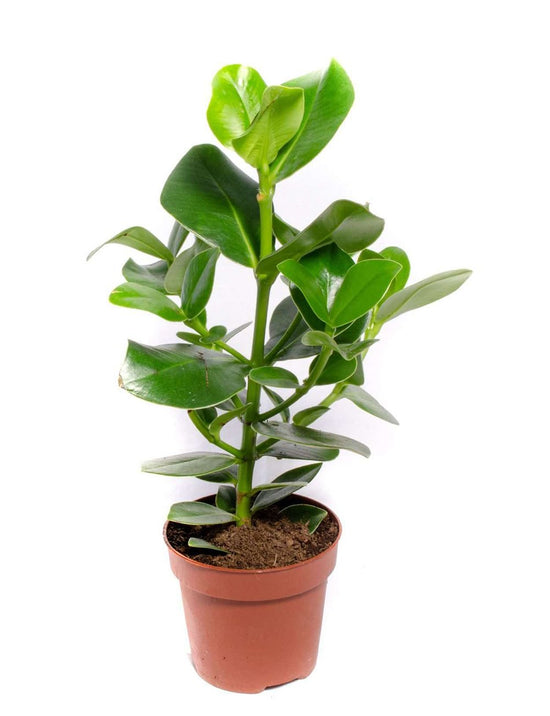 Autograph Tree - Live Plants in 4 Inch Grower&