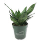 Green Snake Plant - Live Plants in 4 Inch Growers Pots - Sansevieria Trifasciata &