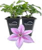 Clematis Rosalie - Live Starter Plants in 2 Inch Growers Pots - Starter Plants Ready for The Garden - Rare Clematis for Collectors