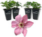 Clematis Sarah Elizabeth - Live Starter Plants in 2 Inch Growers Pots - Starter Plants Ready for The Garden - Rare Clematis for Collectors