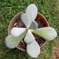 Silver Peak Pigs Ear Plant - Live Starter Plants in 2 Inch Growers Pots - Cotyledon Orbiculata &