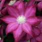 Clematis Bourbon - Live Starter Plants in 2 Inch Growers Pots - Starter Plants Ready for The Garden - Rare Clematis for Collectors