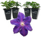 Clematis Jackmanii Superba - Live Starter Plants in 2 Inch Growers Pots - Starter Plants Ready for The Garden - Beautiful Violet Purple Flowering Vine