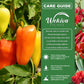 Hot Pepper Seed Starter Kit - Pepper Seeds with Liner Tray and Half Quart Vegetable Soil Mix - Grow Your Own Vegtables