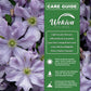 Clematis Prince Charles - Live Starter Plants in 2 Inch Growers Pots - Starter Plants Ready for The Garden - Rare Clematis for Collectors