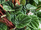 Peperomia Ripple - Live Plants in 4 Inch Growers Pots - Peperomia Caperata - Rare and Elegant Indoor Houseplant