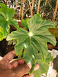 Star Begonia - Live Starter Plants in 2 Inch Pots - Begonia Heracleifolia - Extremely Rare and Beautiful Vining Indoor Houseplant - Air Purifying