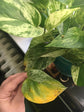 Golden Pothos - Live Plant in a 6 Inch Pot - Epipremmum Aureum - Stunning Houseplant with Unique Foliage - The Perfect Air Purifying Houseplant Companion