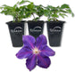 Clematis Jackmanii Superba - Live Starter Plants in 2 Inch Growers Pots - Starter Plants Ready for The Garden - Beautiful Violet Purple Flowering Vine