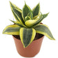 Birds Nest Snake Plant - Live Plants in 4 Inch Growers Pots - Sansevieria Trifasciata &