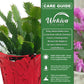 Christmas Cactus in Festive Holiday Cover - Live Plant in a 4 Inch Pot - Schlumbergera Bridgesii - Beautiful Indoor Tropical Succulent Decor