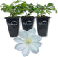 Clematis Lanuginosa Candida - Live Starter Plant in a 2 Inch Growers Pot - Starter Plants Ready for The Garden - Bold and Beautiful White Flowering Vine