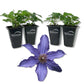 Clematis Sapphire Indigo - Live Starter Plants in 2 Inch Growers Pots - Starter Plants Ready for The Garden - Rare Clematis for Collectors