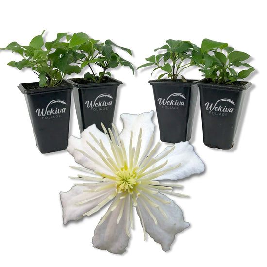 Clematis Fargesioides Summer Snow - Live Starter Plants in 2 Inch Growers Pots - Starter Plants Ready for The Garden - Rare Clematis for Collectors