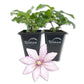 Clematis Samaritan Jo - Live Starter Plants in 2 Inch Growers Pots - Starter Plants Ready for The Garden - Rare Clematis for Collectors