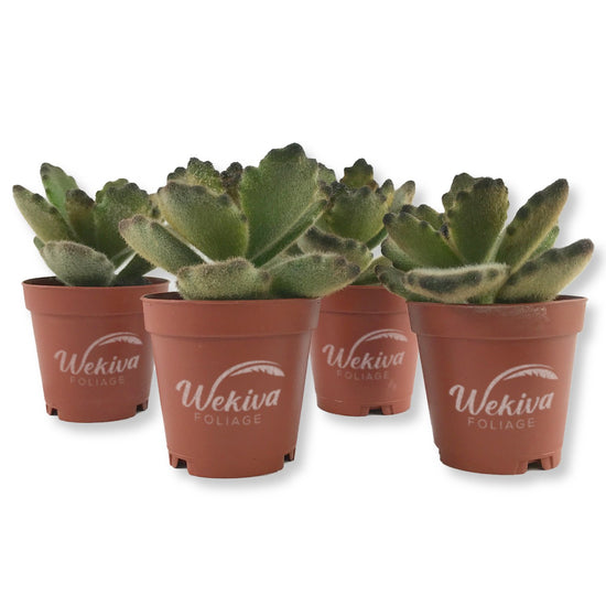 Kalanchoe Chocolate Panda - Live Starter Plants in 2 Inch Pots - Kalanchoe Tomentosa - Drought Tolerant Indoor Outdoor Cacti Succulent Houseplant