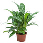 Aglaonema Maria - Live Plants in 4 Inch Growers Pots - Aglaonema Maria - Beautiful Indoor Easy Care Air Purifying Plant