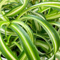 Bonnie Spider Plant Hanging Basket - Live Plant in an 8 Inch Hanging Basket - Chlorophytum Comosum &