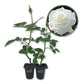 JFK Rose Bush - Live Starter Plants in 2 Inch Growers Pots - Beautifully Fragrant Hybrid Tea Rose - A Versatile Beauty with a Rich Fragrance