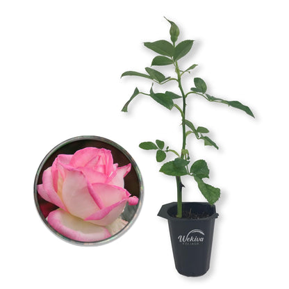 Grace De Monaco Rose Bush - Live Starter Plants in 2 Inch Growers Pots - Beautifully Fragrant Hybrid Tea Rose from Florida - A Versatile Beauty with a Rich Fragrance