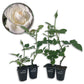 Moondance Rose Bush - Live Starter Plants in 2 Inch Growers Pots - Beautifully Fragrant Floribunda Rose - A Versatile Beauty with a Rich Fragrance