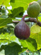 Fignomenal Fig Tree - 4 Live Starter Plants in 2 Inch Grower&