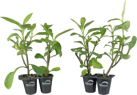 Longevity Spinach - 4 Live Starter Plants - Gynura Procumbens - Grow Your Own Vegetables and Fruit in The Garden or Patio