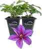 Clematis Mrs N Thompson - Live Starter Plants in 2 Inch Growers Pots - Starter Plants Ready for The Garden - Rare Clematis for Collectors