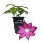 Clematis Bourbon - Live Starter Plants in 2 Inch Growers Pots - Starter Plants Ready for The Garden - Rare Clematis for Collectors