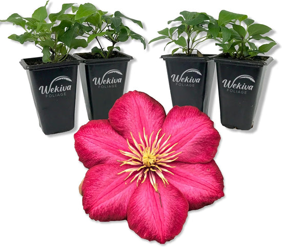 Clematis Ernest Markham - Live Starter Plants in 2 Inch Pots - Starter Plants Ready for The Garden - Beautiful Maroon Flowering Vine