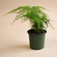 Plumosa Fern - Live Starter Plants in 4 Inch Grower&