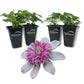 Clematis Josephine - Live Starter Plants in 2 Inch Growers Pots - Starter Plants Ready for The Garden - Rare Clematis for Collectors