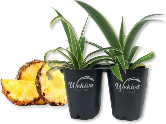 Juicy Pineapple Plant - Live Tissue Culture Starter Plants - Ananas Comosus - Edible Fruit Tree for The Patio and Garden