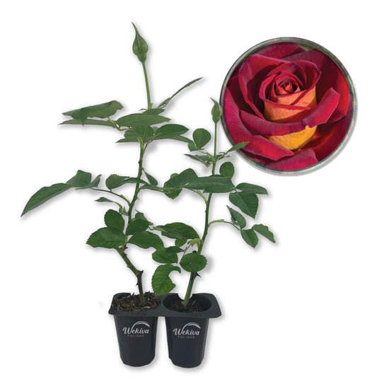 Dark Night Rose Bush - Live Starter Plants in 2 Inch Pots - Beautifully Fragrant Heirloom Rose from Florida - A Versatile Beauty with a Rich Fragrance